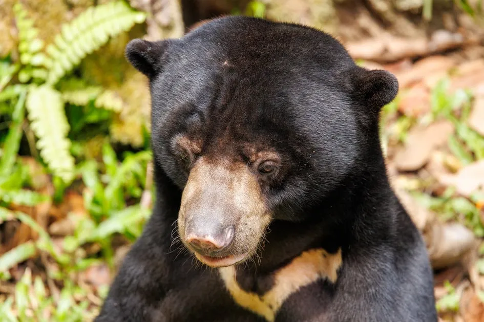 Bornean Sun Bear Conservation Centre