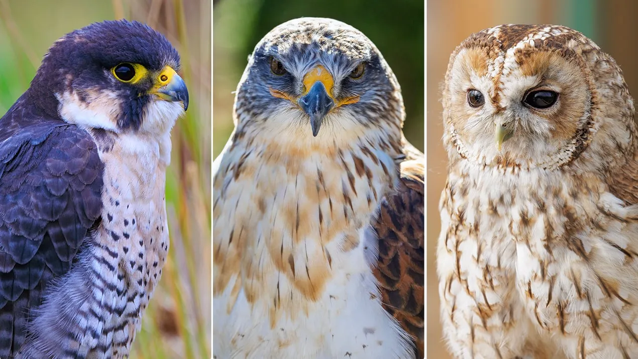 Close-up portraits of a peregrine falcon, a buzzard and a tawny owl